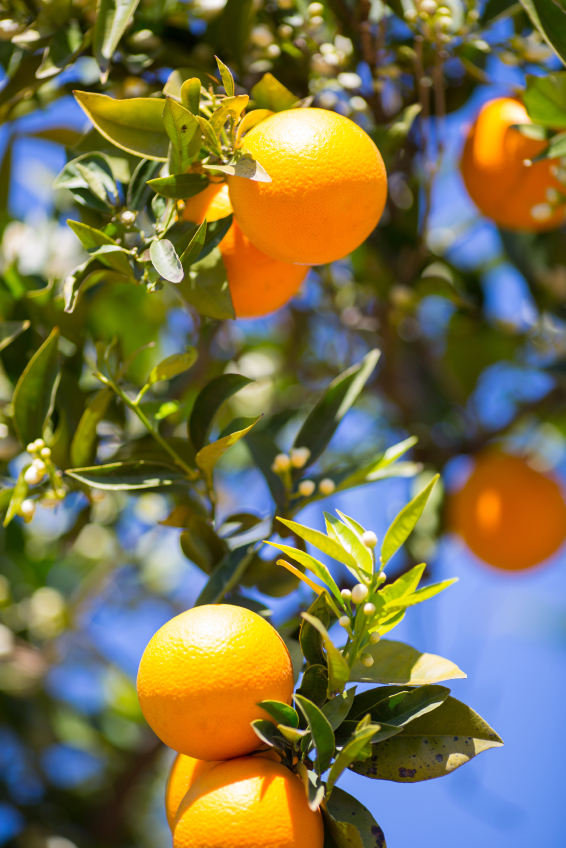 Oranges vs Vitamin C