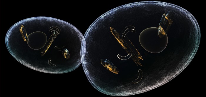 cell-krebs-cycle